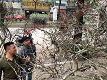 Cành hoa mận rừng trắng muốt độc nhất phố hoa Tết Hà Thành Cành hoa mận rừng trắng muốt độc nhất phố hoa Tết Hà Thành