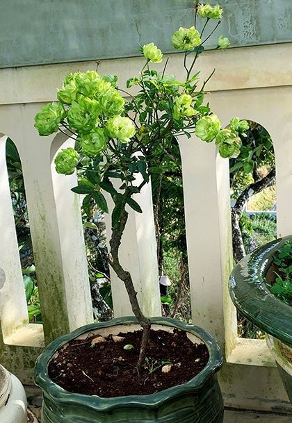 Rộ mốt chưng Tết hoa hồng xanh Đà Lạt giá bạc triệu-1