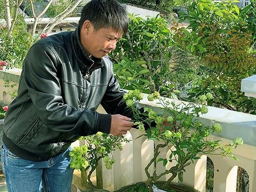 Rộ mốt chưng Tết hoa hồng xanh Đà Lạt giá bạc triệu-2