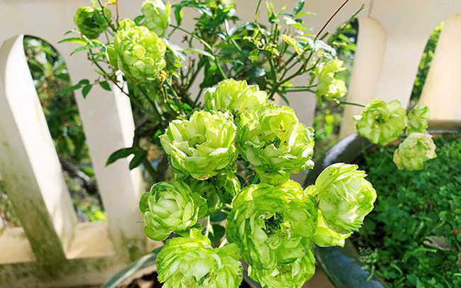 Rộ mốt chưng Tết hoa hồng xanh Đà Lạt giá bạc triệu-3