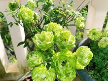 'Rộ mốt' chưng Tết hoa hồng xanh Đà Lạt giá bạc triệu 'Rộ mốt' chưng Tết hoa hồng xanh Đà Lạt giá bạc triệu