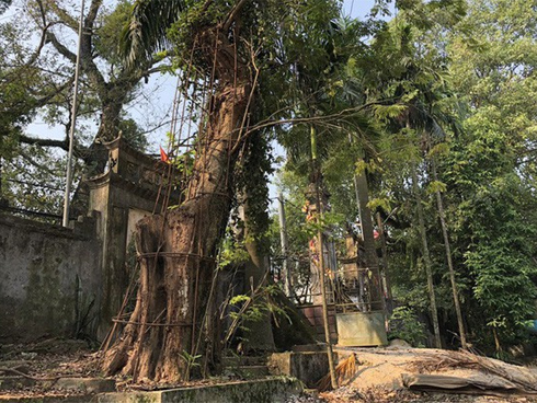 Cây sưa trăm tỉ dân sắp chặt giờ bán được bao nhiêu?-4