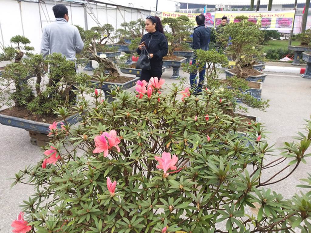 Đỗ quyên bonsai hàng độc chưng Tết giá gần tỷ trình làng Thủ đô-1