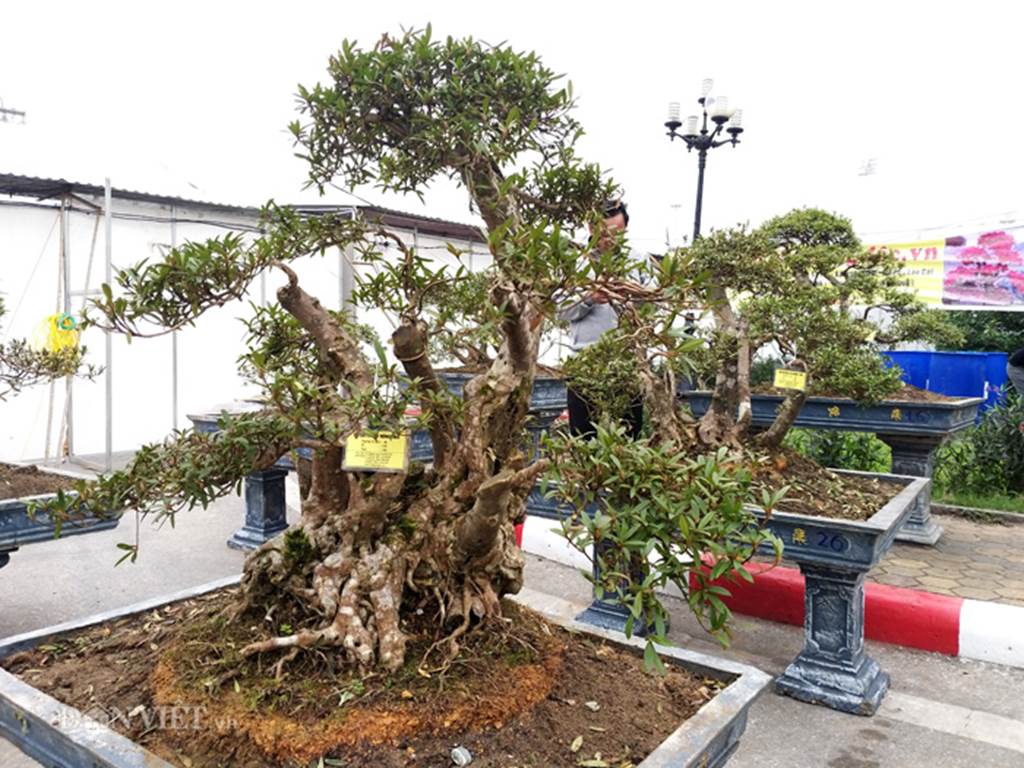 Đỗ quyên bonsai hàng độc chưng Tết giá gần tỷ trình làng Thủ đô-3