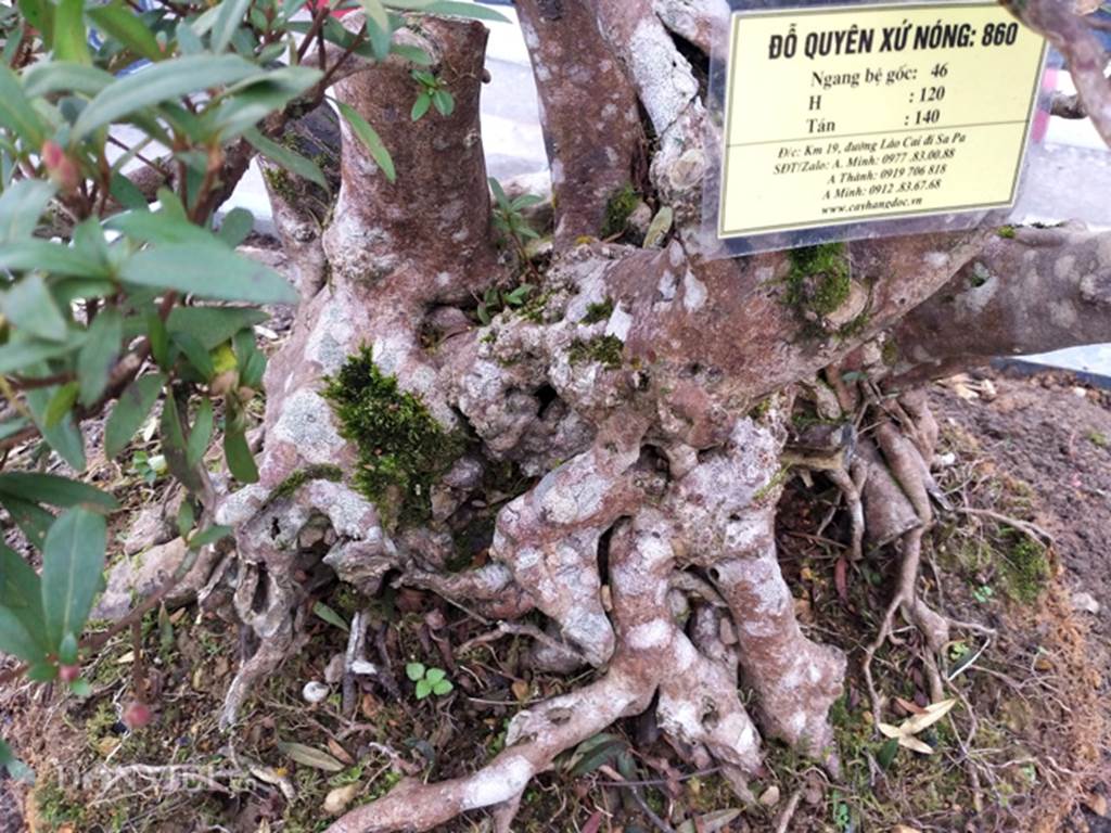 Đỗ quyên bonsai hàng độc chưng Tết giá gần tỷ trình làng Thủ đô-4