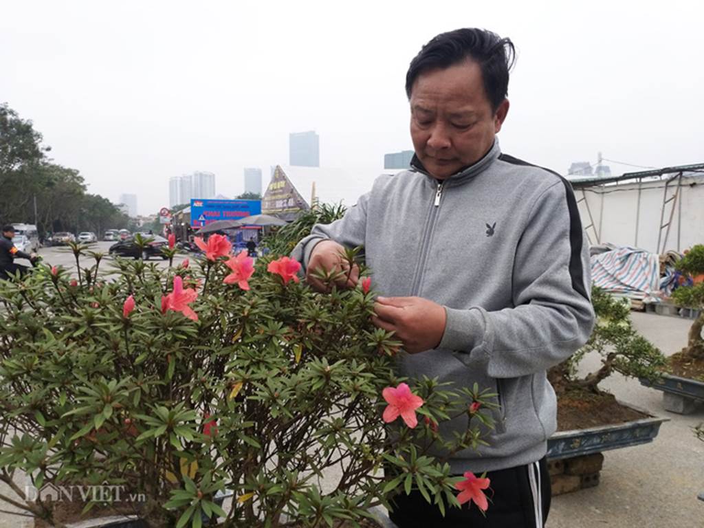 Đỗ quyên bonsai hàng độc chưng Tết giá gần tỷ trình làng Thủ đô-8