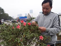 Đỗ quyên bonsai "hàng độc" chưng Tết giá gần tỷ "trình làng" Thủ đô Đỗ quyên bonsai "hàng độc" chưng Tết giá gần tỷ "trình làng" Thủ đô