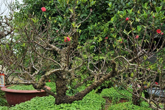 Đào Thất Thốn xịn” giá trăm triệu khách vẫn xuống tiền vì quá mê-2