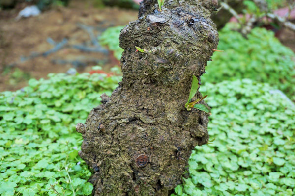 Đào Thất Thốn xịn” giá trăm triệu khách vẫn xuống tiền vì quá mê-3