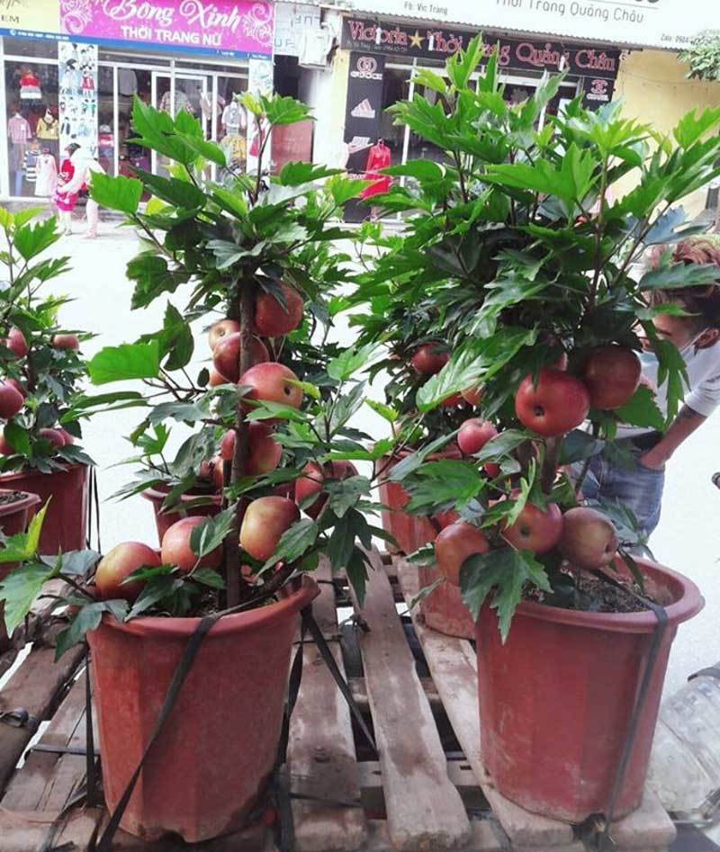 Siêu phẩm chỉ người Việt mới nghĩ ra: Táo trĩu quả trên cây dâm bụt-2