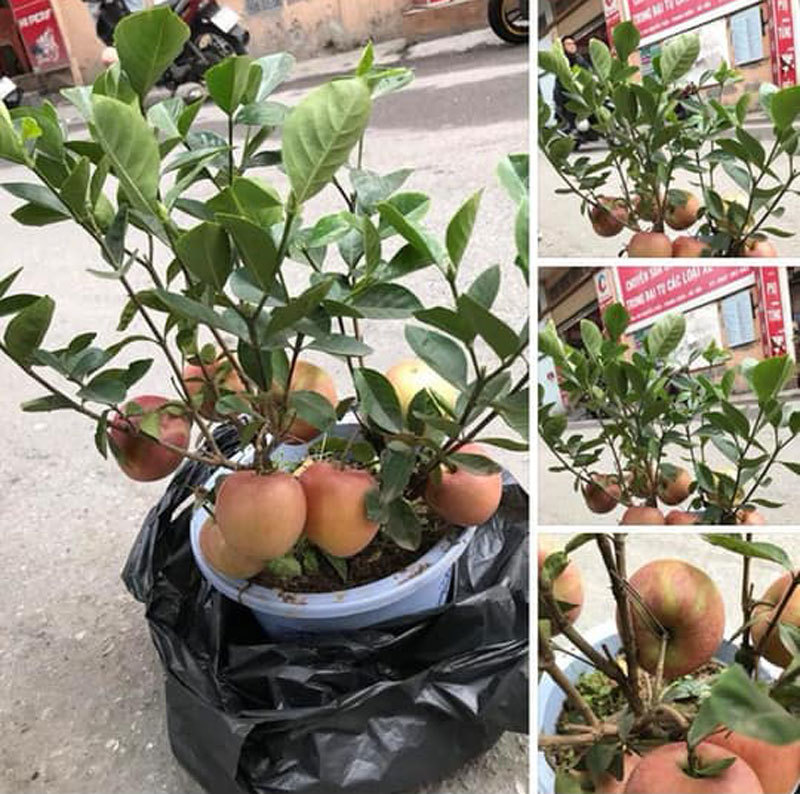 Siêu phẩm chỉ người Việt mới nghĩ ra: Táo trĩu quả trên cây dâm bụt-3