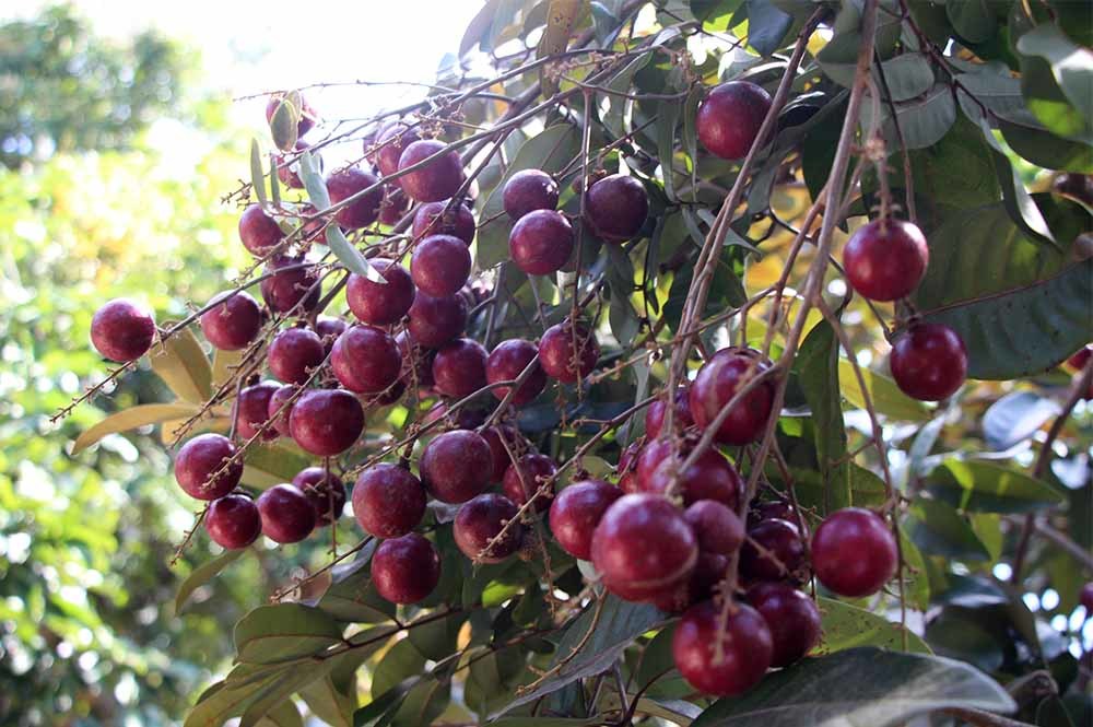 Lão nông từ chối Trung Quốc: Đặc sản phải để dân Việt ăn Tết-2