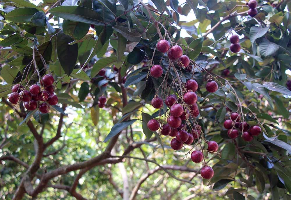 Lão nông từ chối Trung Quốc: Đặc sản phải để dân Việt ăn Tết-3