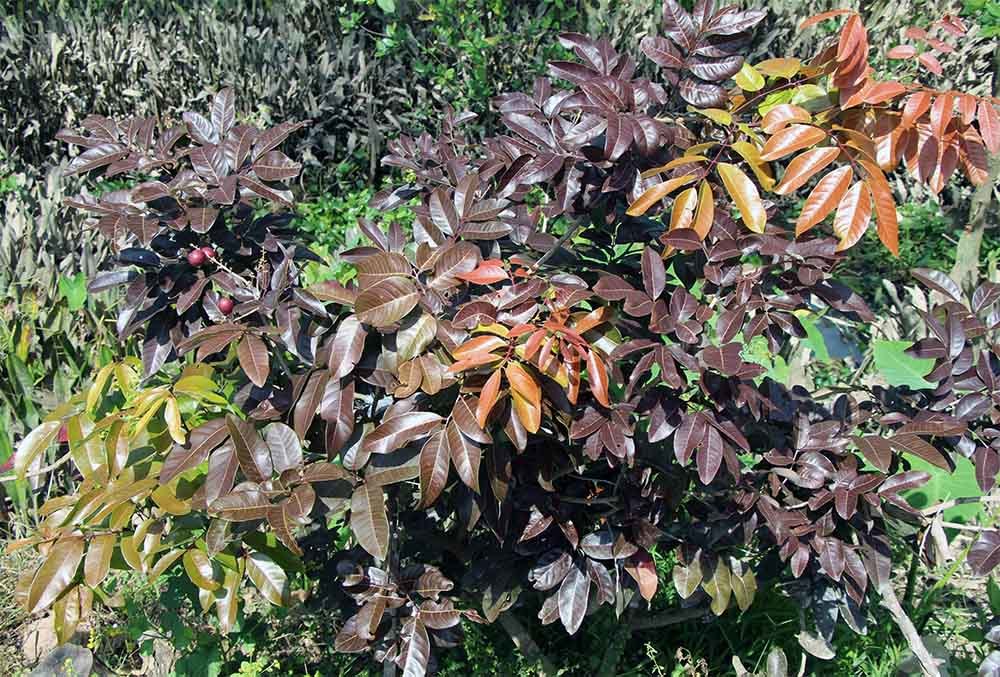 Lão nông từ chối Trung Quốc: Đặc sản phải để dân Việt ăn Tết-4