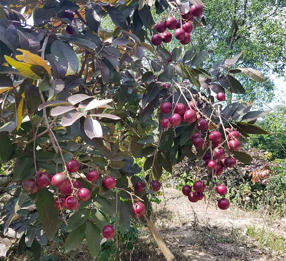 Lão nông từ chối Trung Quốc: Đặc sản phải để dân Việt ăn Tết-5