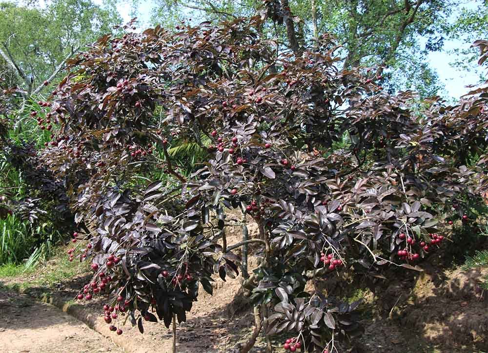 Lão nông từ chối Trung Quốc: Đặc sản phải để dân Việt ăn Tết-7