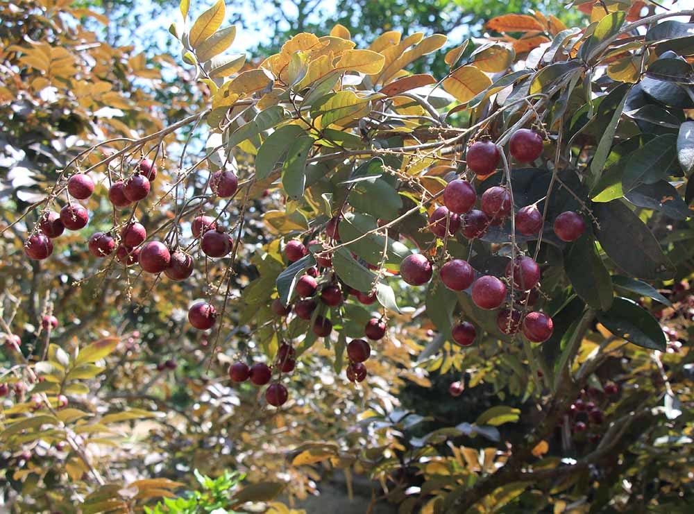 Lão nông từ chối Trung Quốc: Đặc sản phải để dân Việt ăn Tết-12