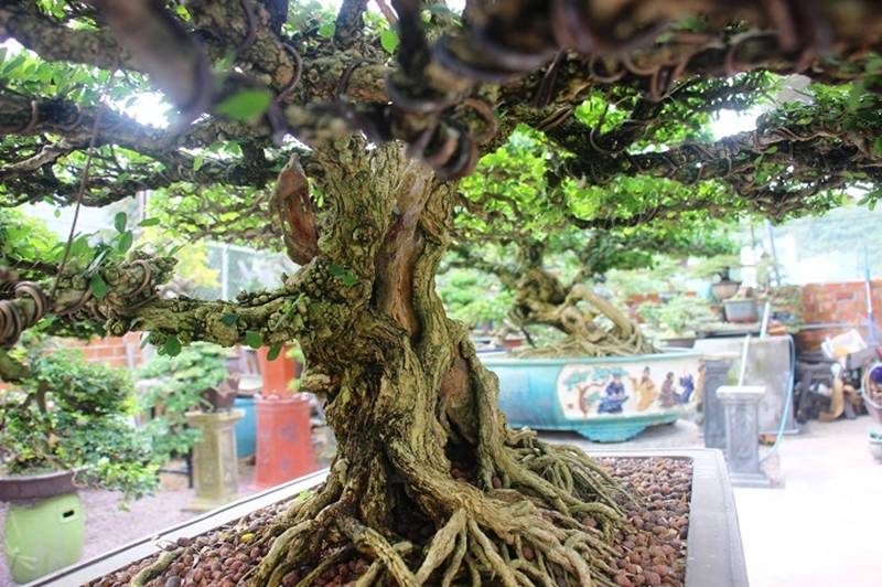 Bonsai cổ thụ dáng cực lạ giá cả trăm triệu ngóng đại gia dịp Tết-11