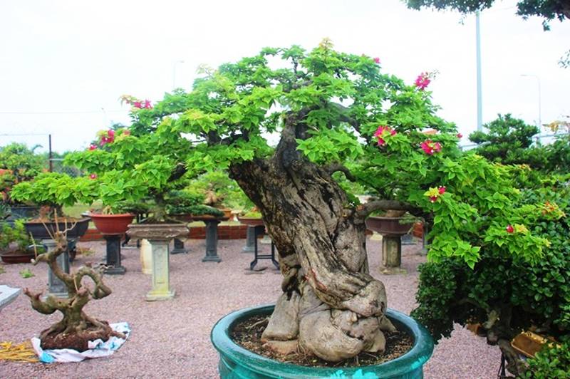 Bonsai cổ thụ dáng cực lạ giá cả trăm triệu ngóng đại gia dịp Tết-2