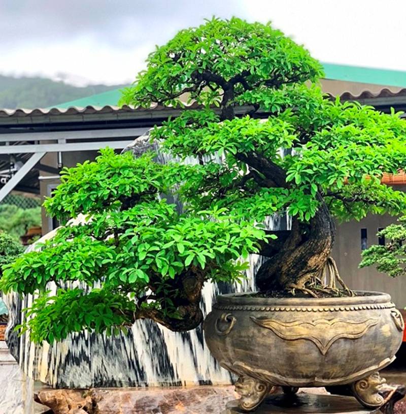 Bonsai cổ thụ dáng cực lạ giá cả trăm triệu ngóng đại gia dịp Tết-3
