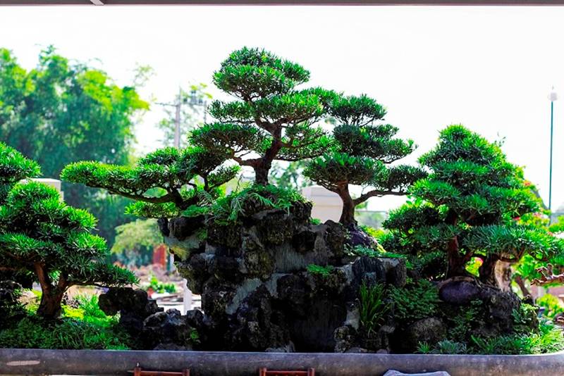 Bonsai cổ thụ dáng cực lạ giá cả trăm triệu ngóng đại gia dịp Tết-5
