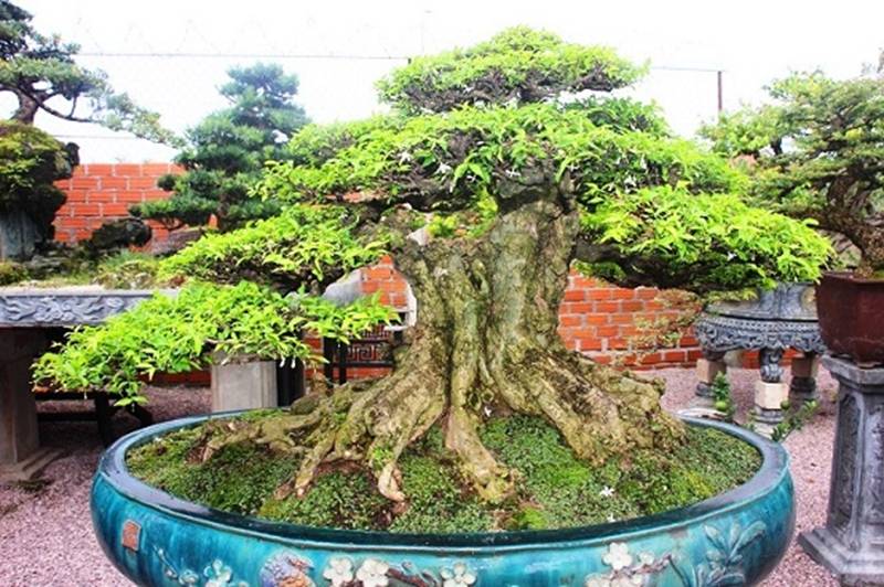 Bonsai cổ thụ dáng cực lạ giá cả trăm triệu ngóng đại gia dịp Tết-9