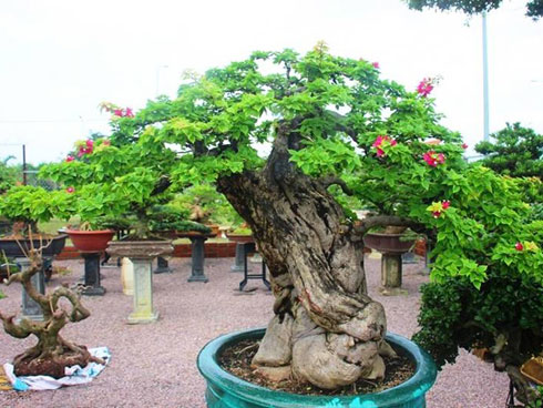 Lan Đà Lạt hơn 60 triệu đồng/chậu khoe sắc tại thủ đô những ngày giáp Tết-17