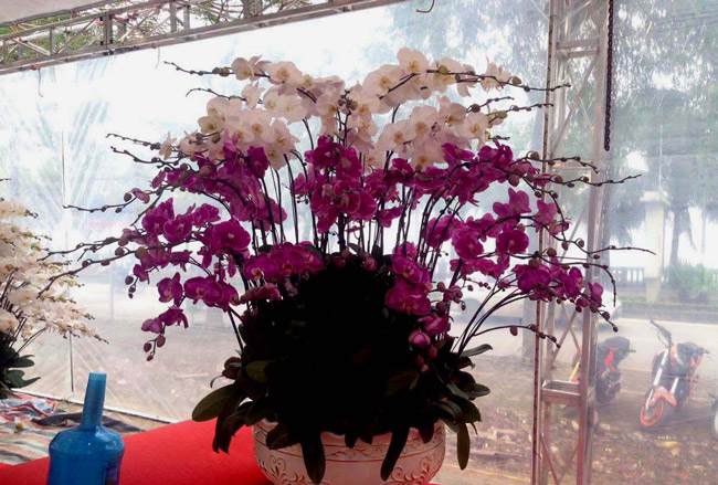 Lan Đà Lạt hơn 60 triệu đồng/chậu khoe sắc tại thủ đô những ngày giáp Tết-1