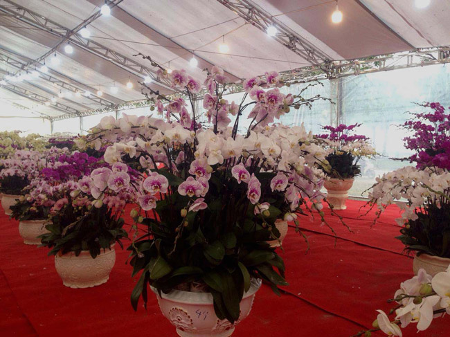Lan Đà Lạt hơn 60 triệu đồng/chậu khoe sắc tại thủ đô những ngày giáp Tết-10
