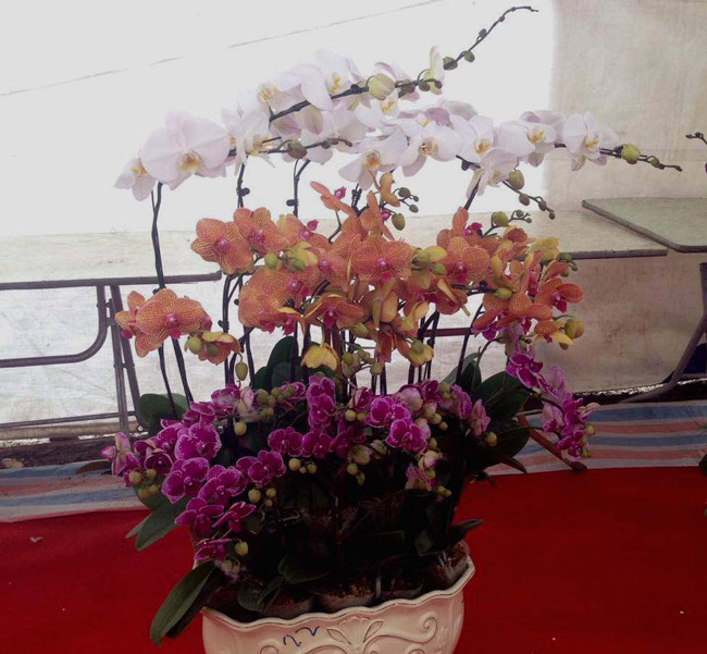 Lan Đà Lạt hơn 60 triệu đồng/chậu khoe sắc tại thủ đô những ngày giáp Tết-12