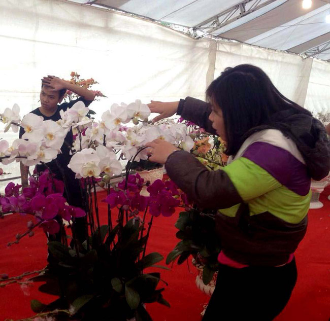 Lan Đà Lạt hơn 60 triệu đồng/chậu khoe sắc tại thủ đô những ngày giáp Tết-13