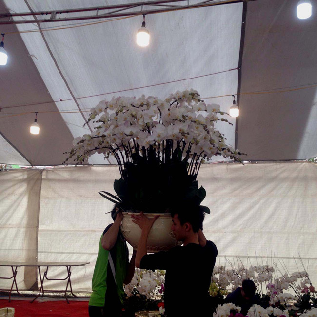 Lan Đà Lạt hơn 60 triệu đồng/chậu khoe sắc tại thủ đô những ngày giáp Tết-14