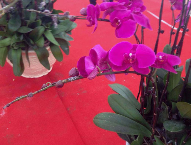 Lan Đà Lạt hơn 60 triệu đồng/chậu khoe sắc tại thủ đô những ngày giáp Tết-15