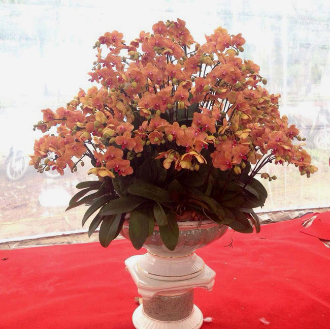 Lan Đà Lạt hơn 60 triệu đồng/chậu khoe sắc tại thủ đô những ngày giáp Tết-16