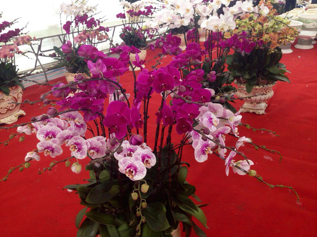 Lan Đà Lạt hơn 60 triệu đồng/chậu khoe sắc tại thủ đô những ngày giáp Tết-4