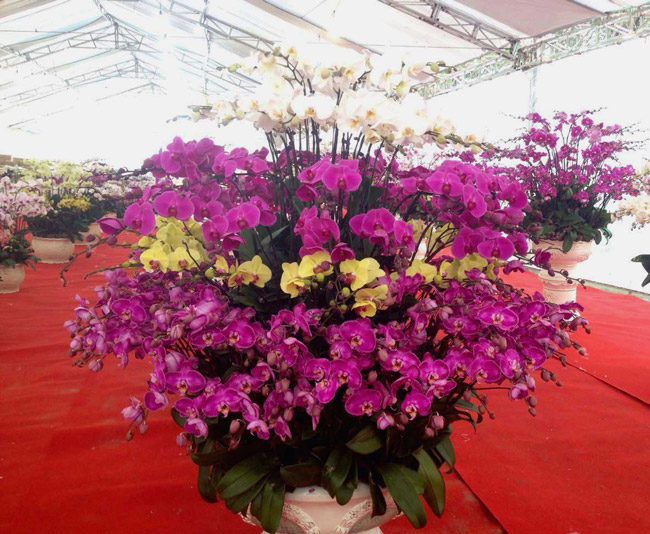 Lan Đà Lạt hơn 60 triệu đồng/chậu khoe sắc tại thủ đô những ngày giáp Tết-5