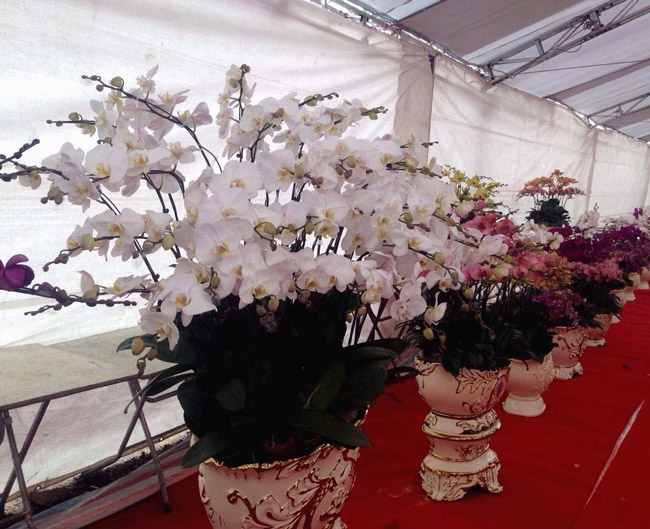 Lan Đà Lạt hơn 60 triệu đồng/chậu khoe sắc tại thủ đô những ngày giáp Tết-6