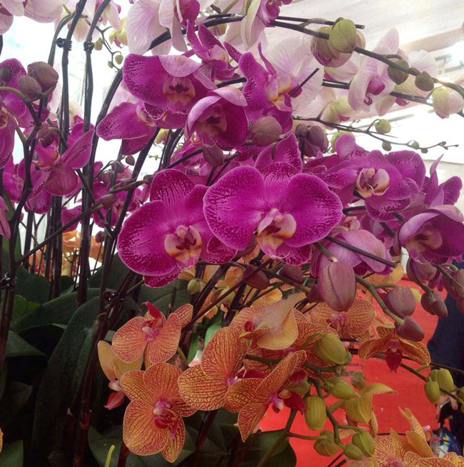 Lan Đà Lạt hơn 60 triệu đồng/chậu khoe sắc tại thủ đô những ngày giáp Tết-7