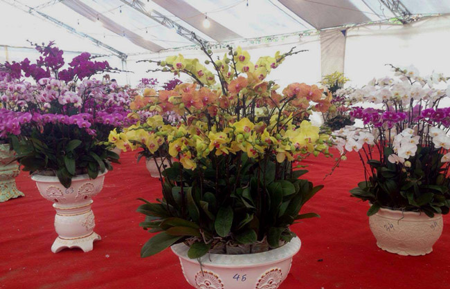 Lan Đà Lạt hơn 60 triệu đồng/chậu khoe sắc tại thủ đô những ngày giáp Tết-8