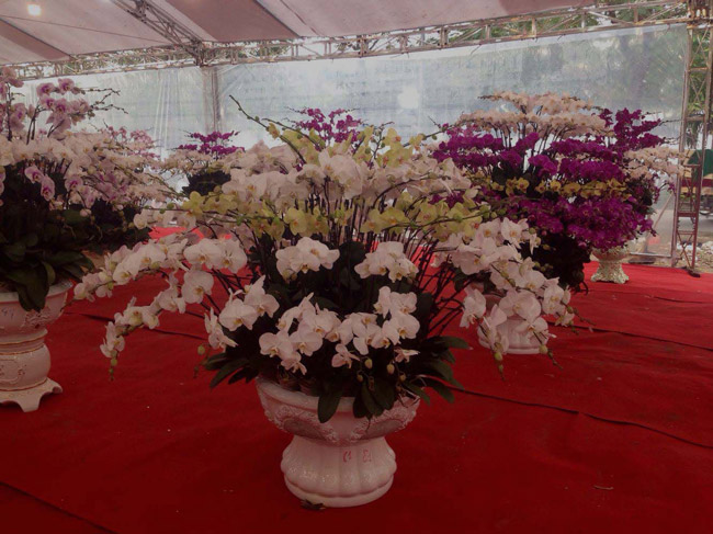 Lan Đà Lạt hơn 60 triệu đồng/chậu khoe sắc tại thủ đô những ngày giáp Tết-9