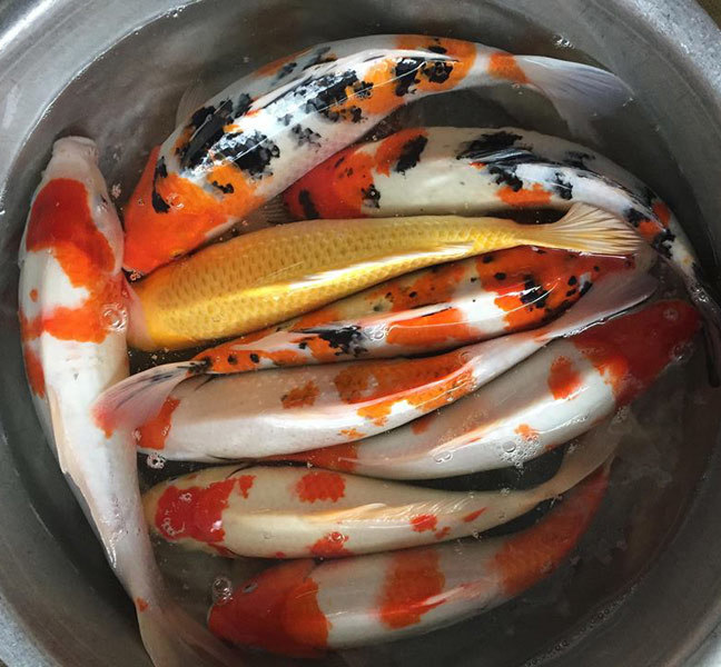 23 tháng Chạp, ông Công ông Táo cưỡi cá Koi Nhật về trời-1