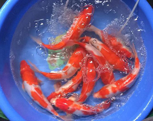 23 tháng Chạp, ông Công ông Táo cưỡi cá Koi Nhật về trời-2