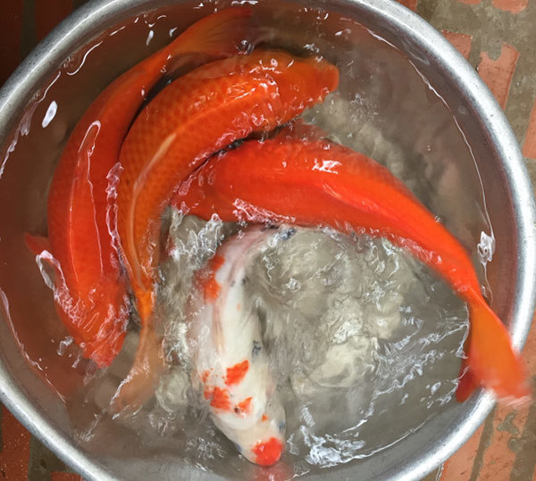 23 tháng Chạp, ông Công ông Táo cưỡi cá Koi Nhật về trời-3