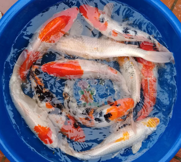 23 tháng Chạp, ông Công ông Táo cưỡi cá Koi Nhật về trời-4