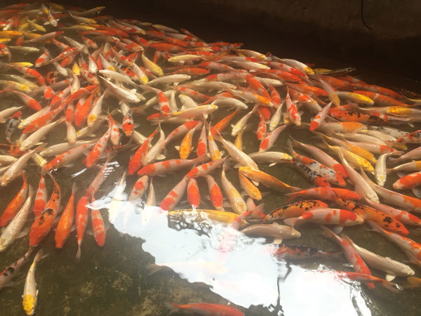 23 tháng Chạp, ông Công ông Táo cưỡi cá Koi Nhật về trời-5