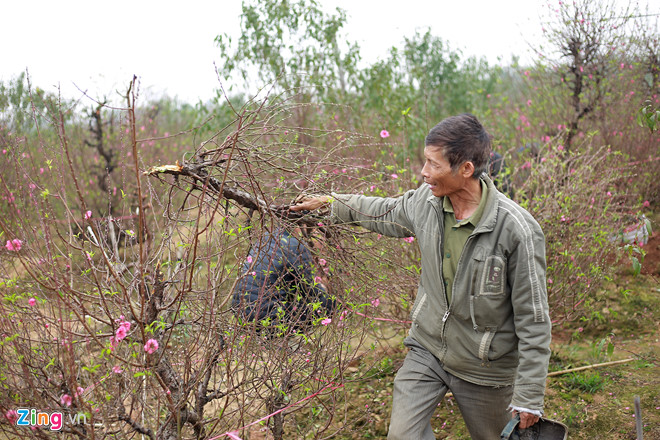 Vụ phá vườn đào Bắc Ninh: Chủ của vườn đào còn nguyên vẹn tự tử-1