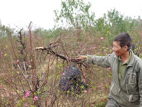 Vụ phá vườn đào Bắc Ninh: Chủ của vườn đào còn nguyên vẹn tự tử