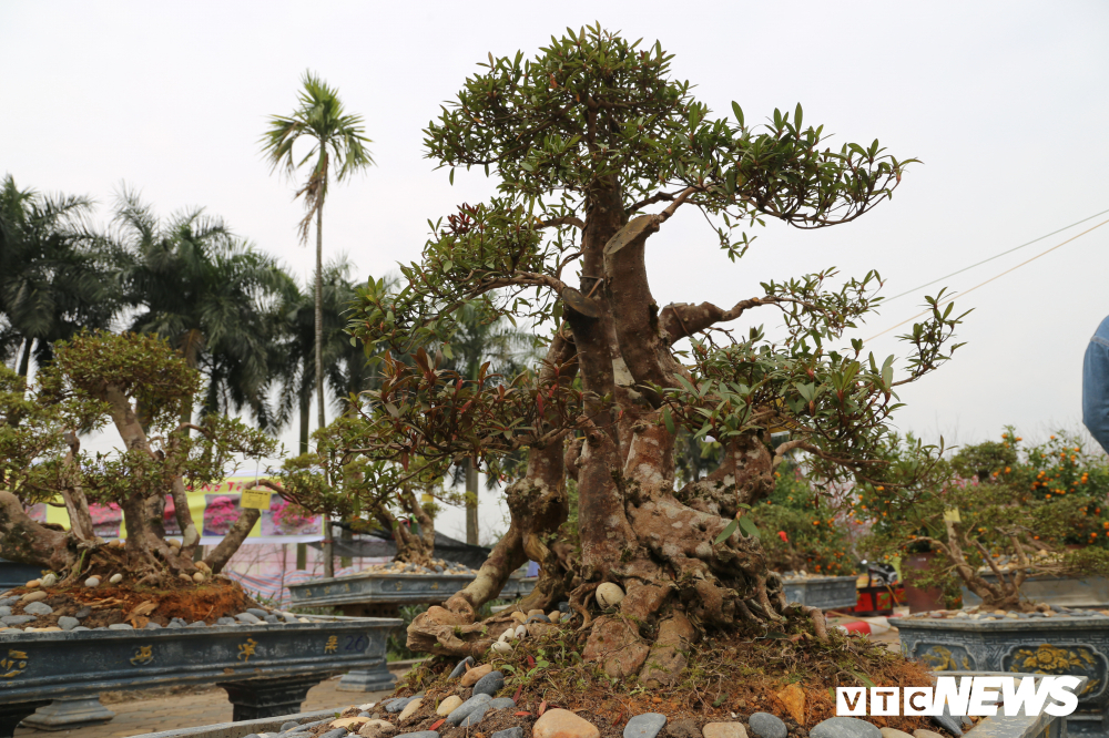 Cận cảnh cây đỗ quyên 400 năm tuổi có giá gần 1 tỷ đồng-6