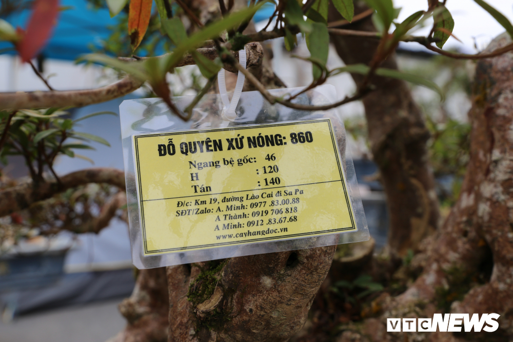 Cận cảnh cây đỗ quyên 400 năm tuổi có giá gần 1 tỷ đồng-7