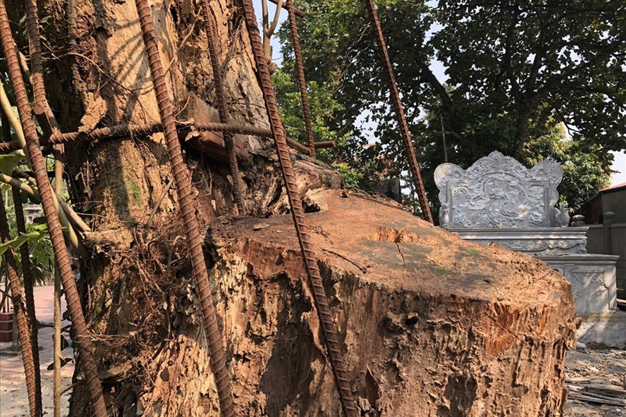 Cây sưa trăm tỉ dân sắp chặt giờ bán được bao nhiêu?-1